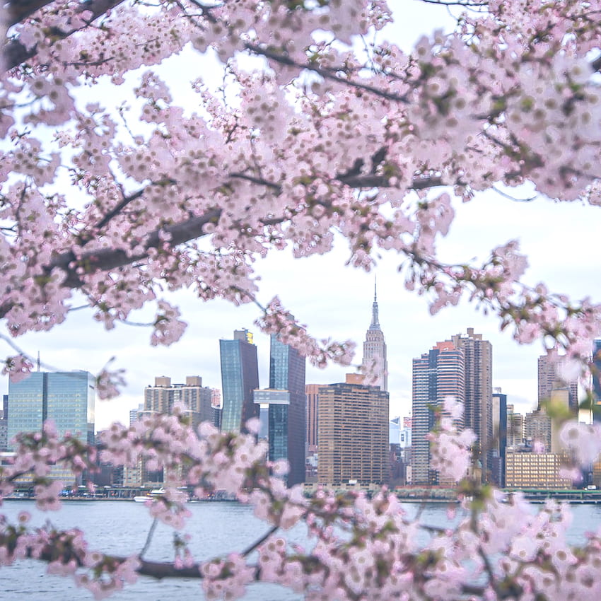 Noel Y. Calingasan • NYC - The best time for new beginnings Spring ...