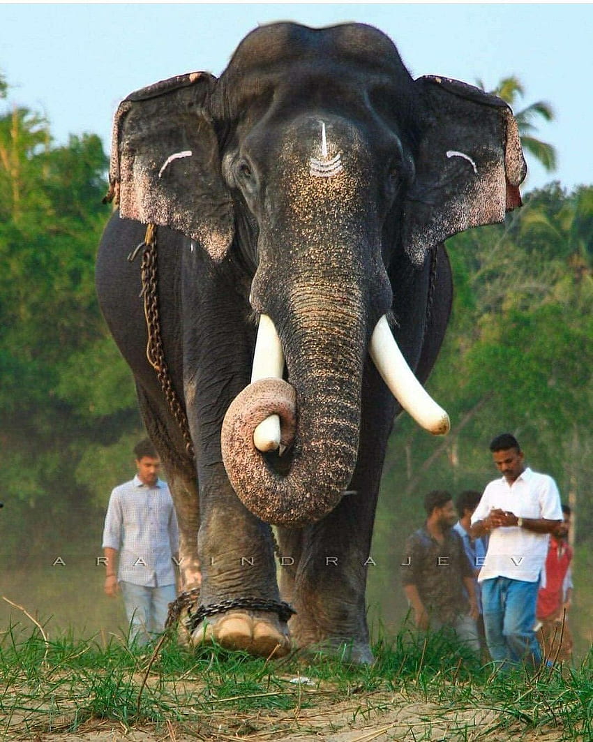 ഗജരാജ പെരുമാൾ. Elefanti, Elefante, Elefante, Elefante del Kerala Sfondo del telefono HD