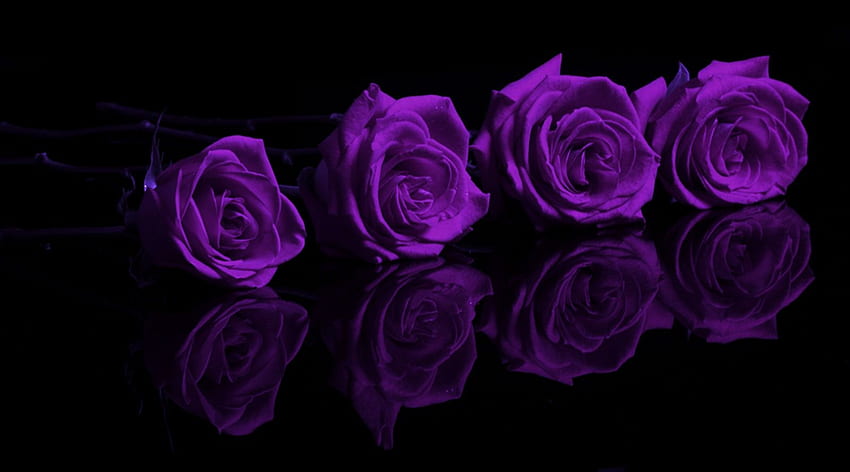 Purple Rose Background, Purple Roses HD wallpaper | Pxfuel