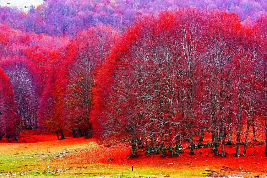 11 月、カラフル、秋、色、葉、反射、鏡、枝、木、秋、自然、紅葉 高画質の壁紙