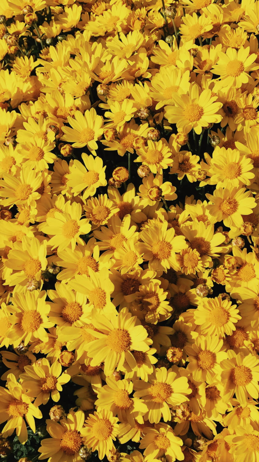 yellow aesthetic HD phone wallpaper