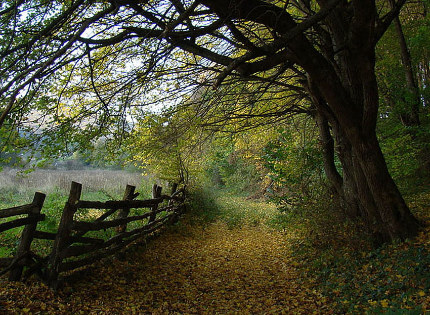 wiejski pas, pas ruchu, ścieżka, płot, drzewa, jesień, przyroda Tapeta HD