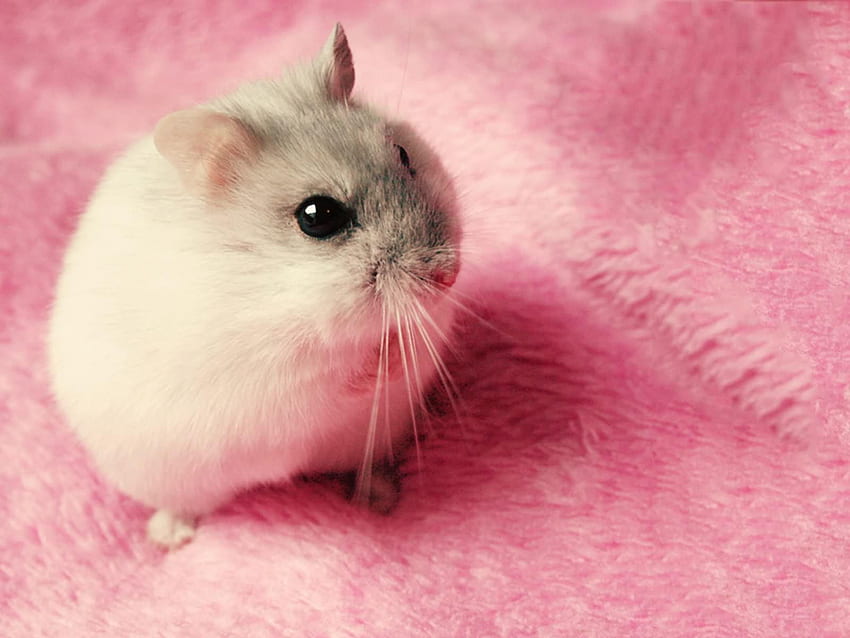 Helloooo!, rose, blanc, hamster, rongeur Fond d'écran HD