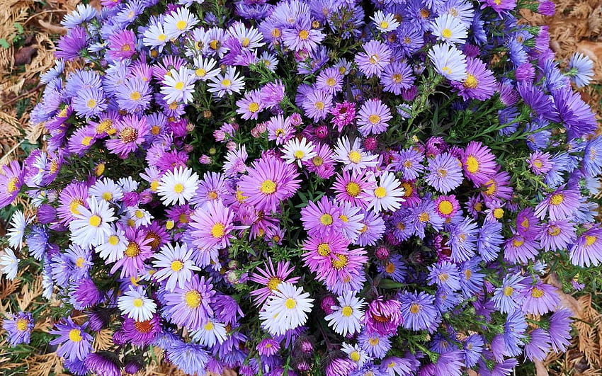 Aster, Latvia, ungu, bunga Wallpaper HD