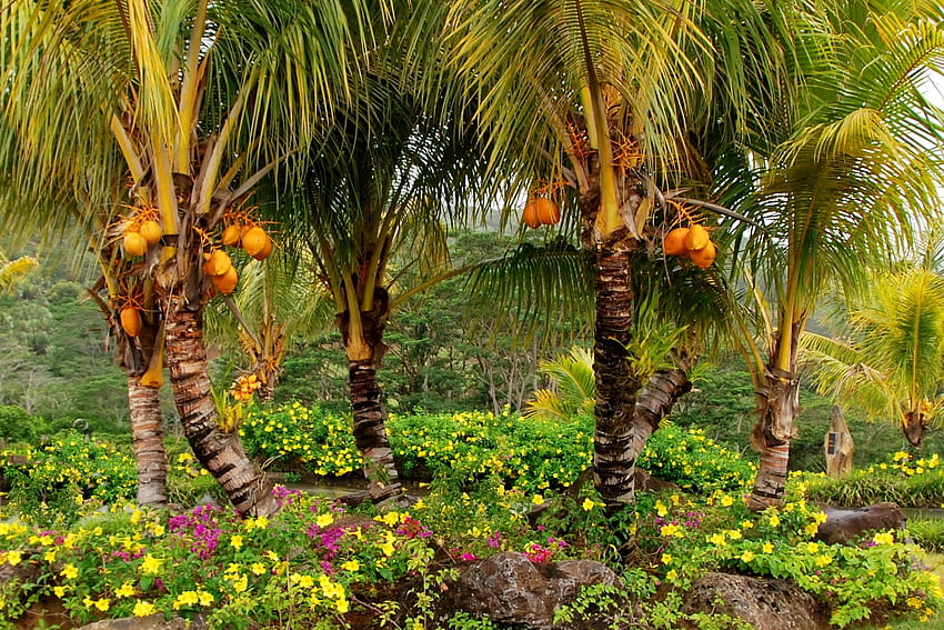 Nature, Trees, Palms, Fruit HD wallpaper