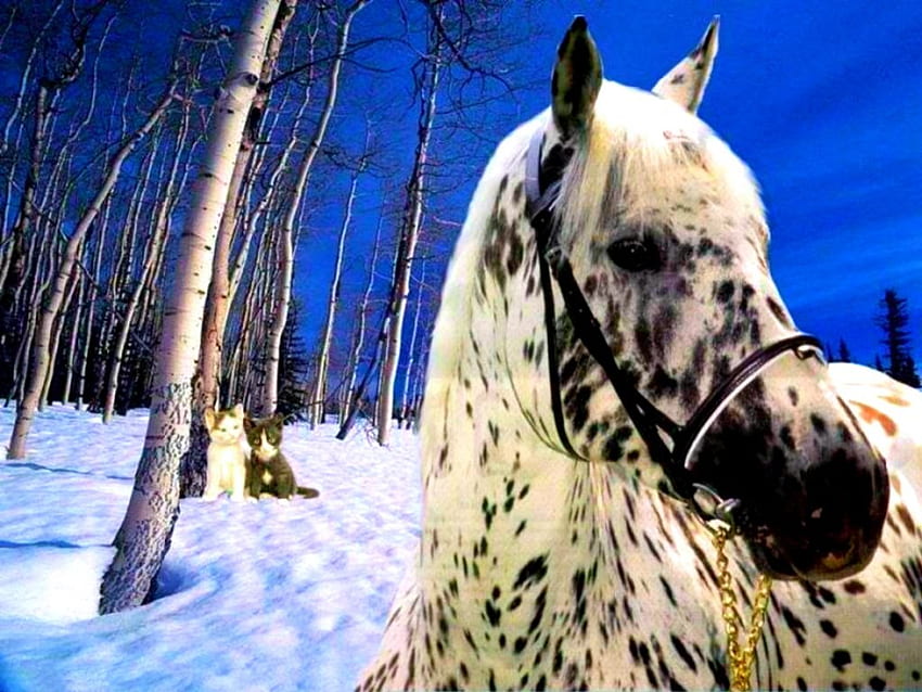 애팔루사 말, 점박이 말, 애팔루사, 아름다운 말, 말 HD 월페이퍼