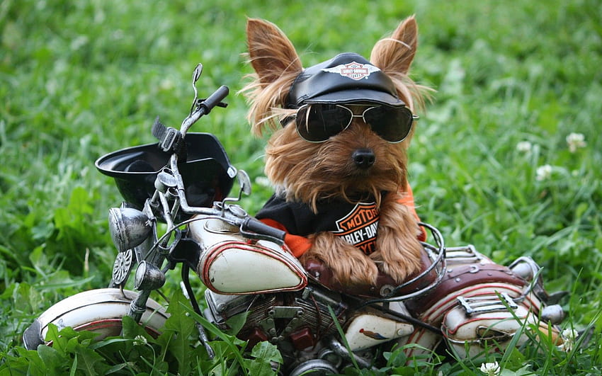 Dogs Dog Yorkshire Cute Puppy Autumn Motorcycle Terrier Sunglasses, Funny Animal Thanksgiving HD wallpaper