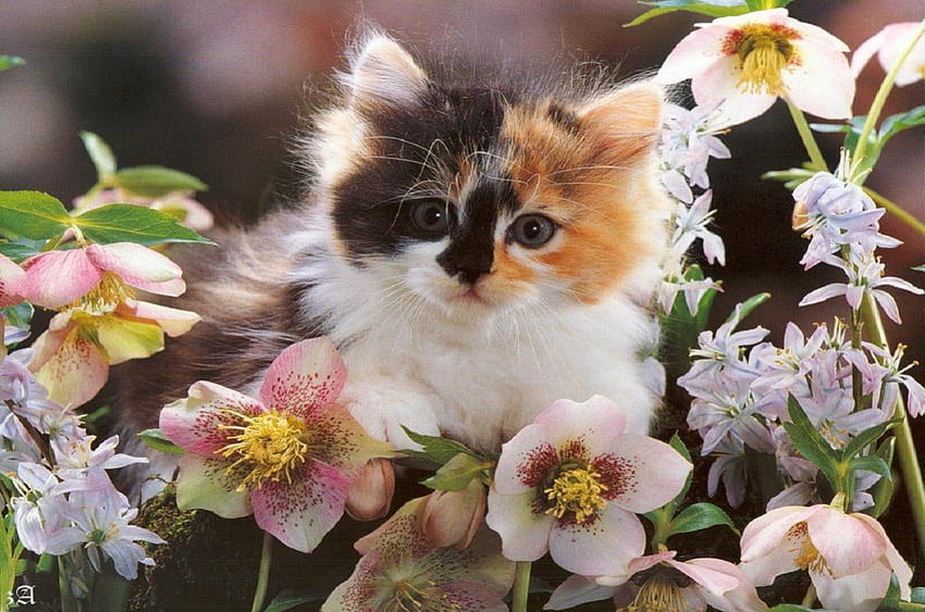Kitten in Flowers, kitten, white, cute, cat, spring, summer, pink, pretty, animals, calico, nature, flowers, adorable HD wallpaper