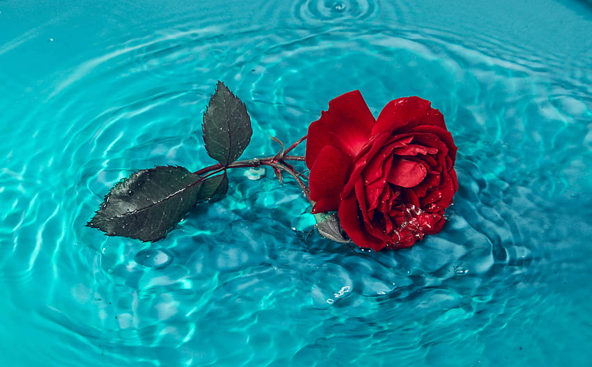 Red Rose on Blue Water · Stock HD wallpaper