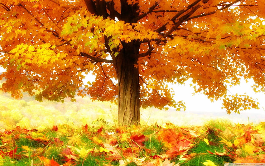 Anime Fall, Anime Autumn HD wallpaper | Pxfuel