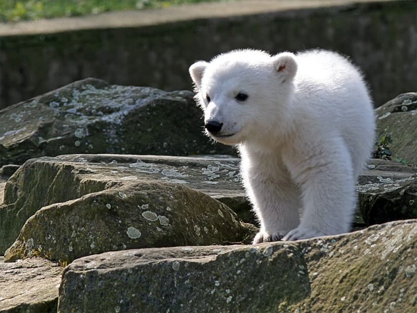 Polar bear, animal, wildlife, bear, zoo HD wallpaper