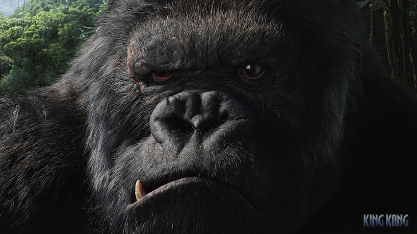 KING KONG 2, angry, power, effortless, victory HD wallpaper