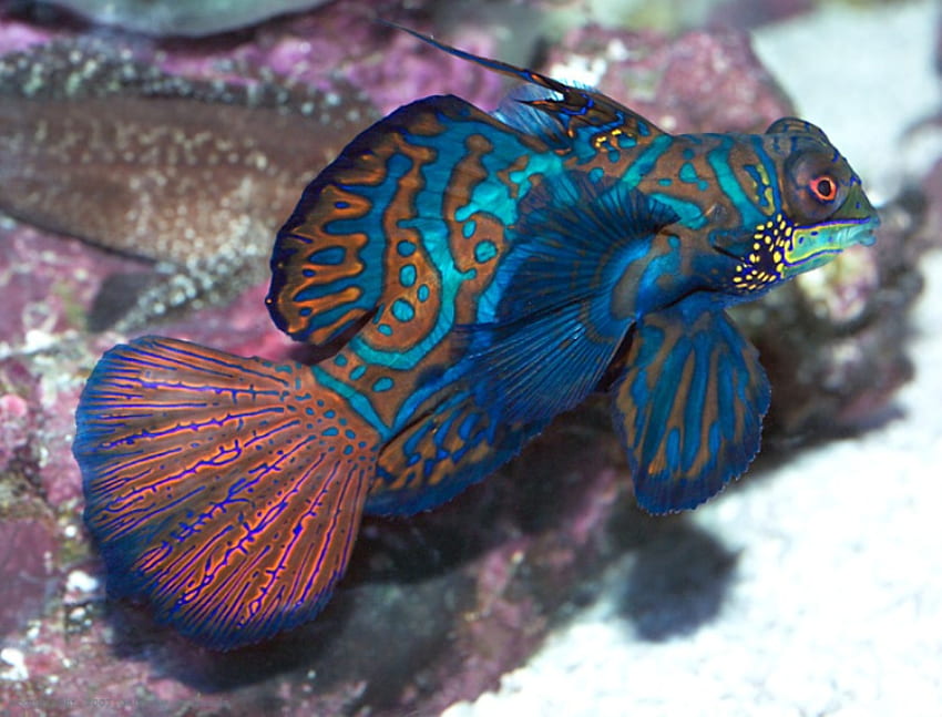 РИБА МАНДАРИНА, синя, цветна, люспи, морски живот, под вода, риба HD тапет