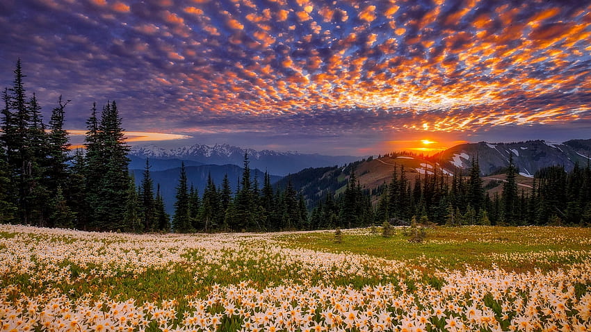 sunset daffodils field, sky, flowers, field, sunset HD wallpaper