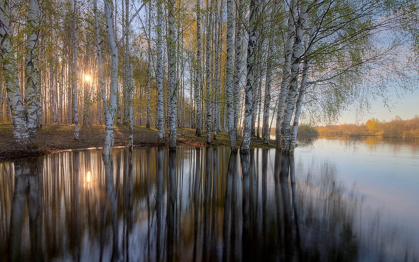 Birches by River, river, reflection, birches, sunbeams, Russia HD wallpaper