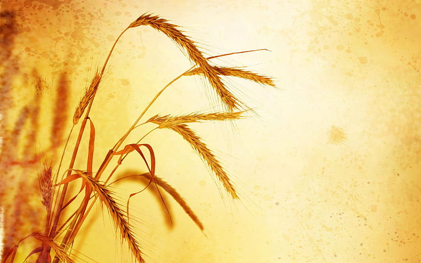 밀 작물 재료 9259 - Tao Heung Shakes the Barley, Wheat Harvest HD 월페이퍼