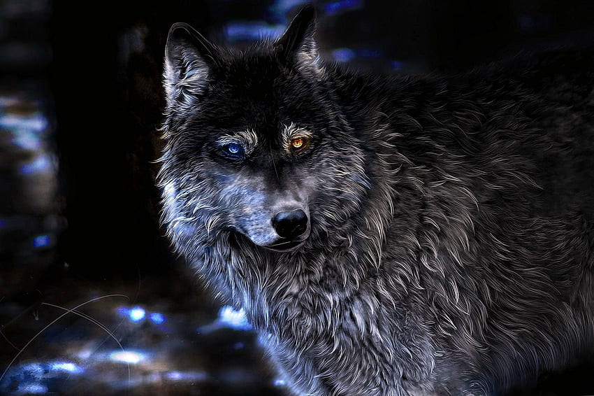 Wolves Wolf .Pro HD wallpaper | Pxfuel