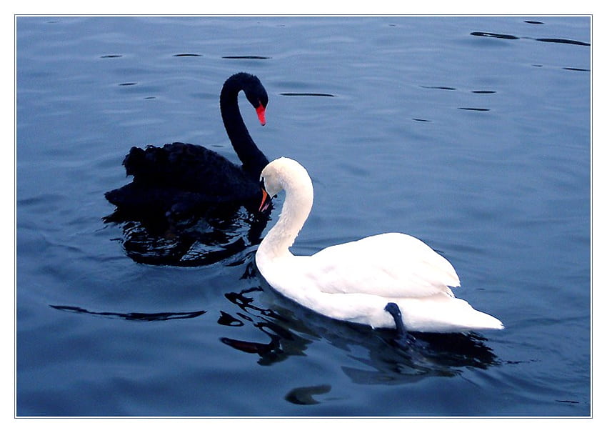 Ebony meets Ivory, blue water, swans, white, black, meeting, beauty HD wallpaper