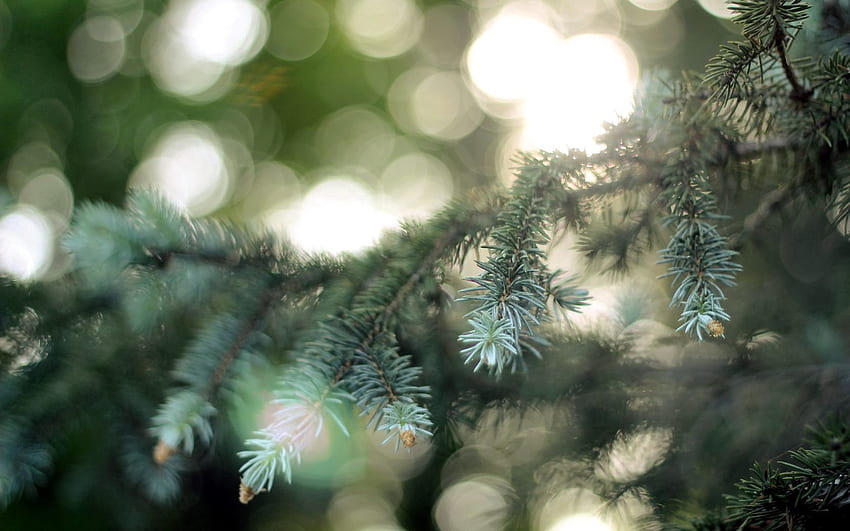 Nature, Conifers, Coniferous, Glare, Branch, Spruce, Fir, Points, Point HD wallpaper