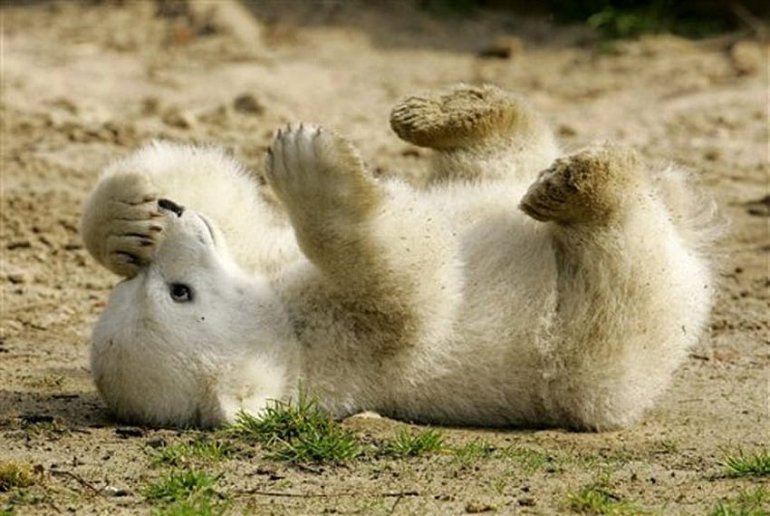 ในความทรงจำของคนุตที่รัก หวาน เบอร์ลิน คนัท หมีขั้วโลก วอลล์เปเปอร์ HD