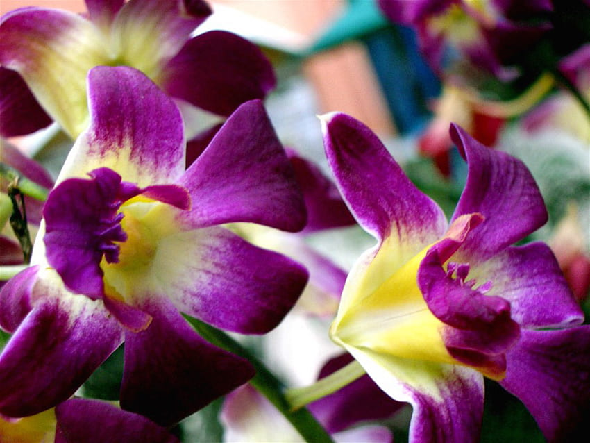 Flowers for Glyn, purple, iris, nature, flowers HD wallpaper