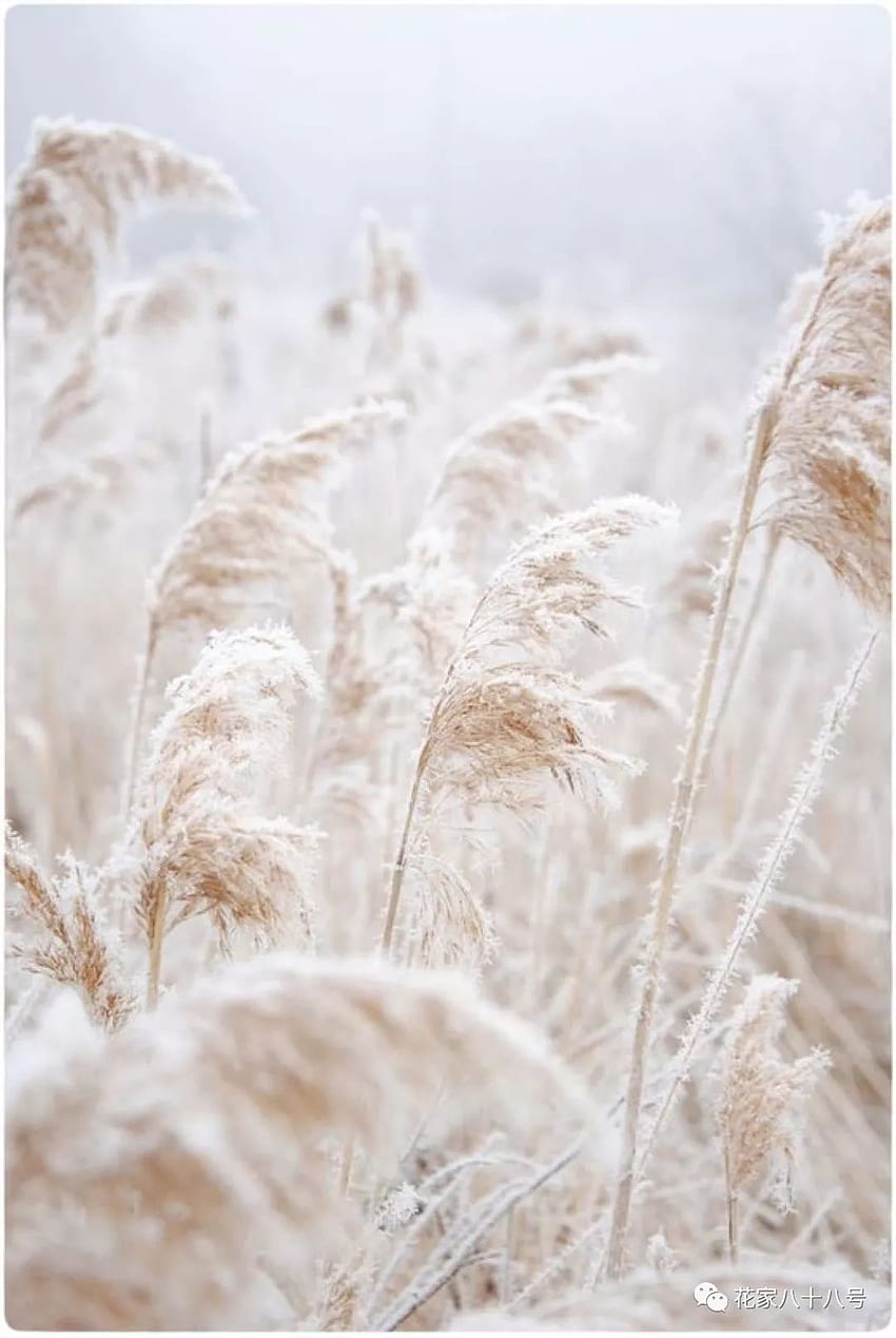 Someday I want to do an art set with different views of pampas grass in abstract. White aesthetic, Shades of white, Cream aesthetic HD phone wallpaper