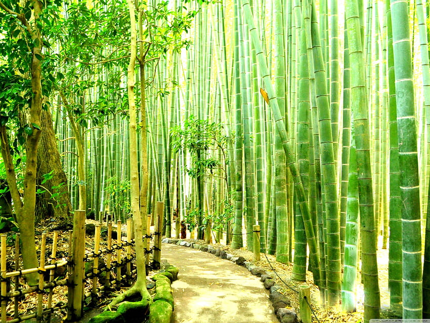 Bambu Ormanı - U TV için Japonya Kamakura Ultra Arka Planı: Geniş Ekran, UltraWide ve Dizüstü Bilgisayar: Tablet: Akıllı Telefon HD duvar kağıdı