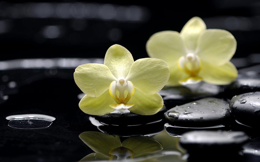 flor, orquídea amarilla, hermoso, encantador, plano de , elegante, orquídeas, en, agua fondo de pantalla