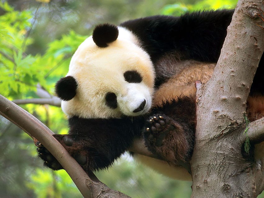 Panda - Lindos osos panda, Panda divertido fondo de pantalla
