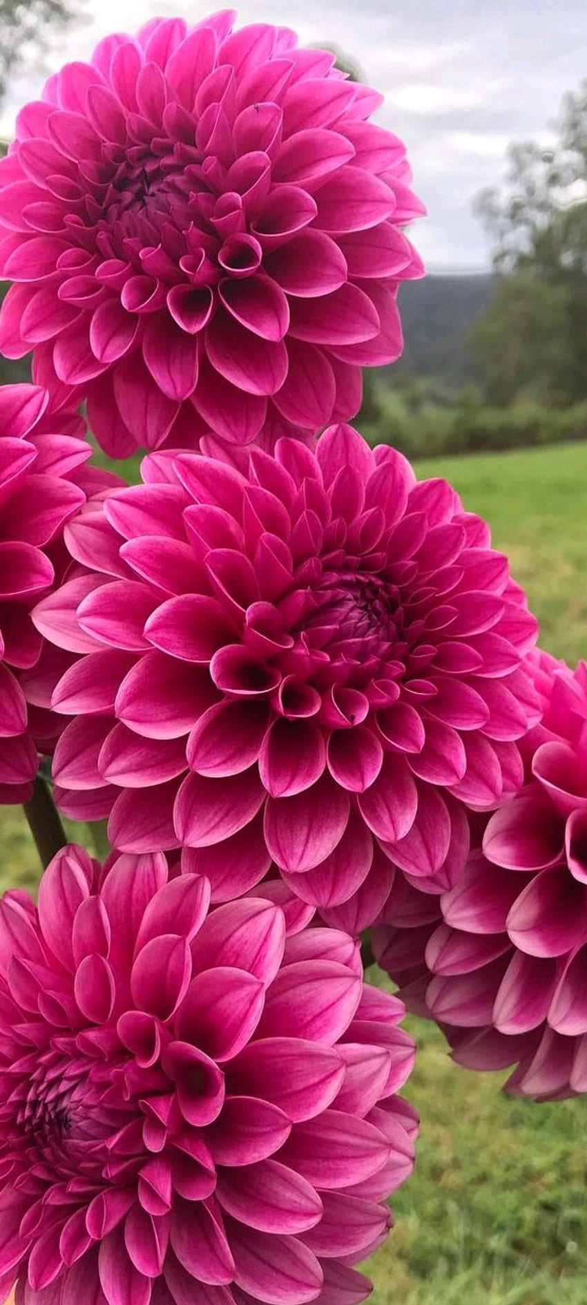 Dahlie, Rot, Magenta, Blume HD-Handy-Hintergrundbild