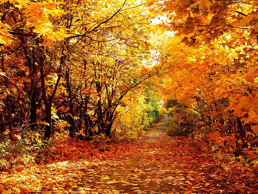 Percorso nel parco, foglie, percorso, caduta, alberi, autunno, parco Sfondo HD