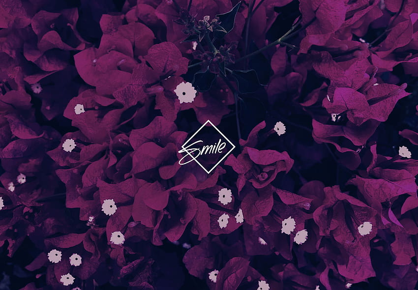 Viola per laptop, fiori viola estetica Sfondo HD
