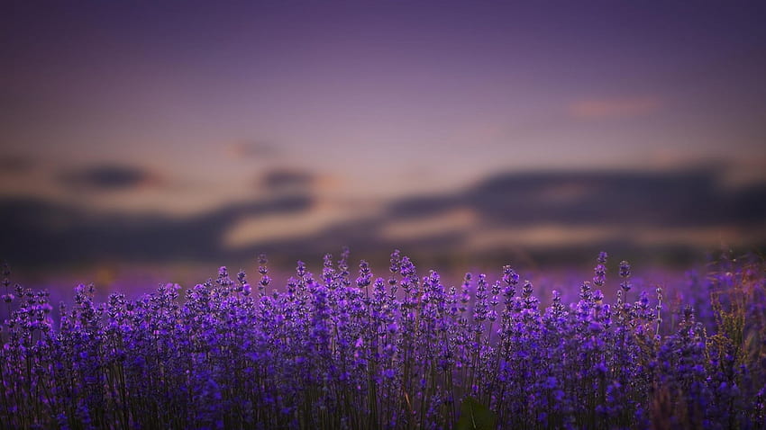 Bidang lavender, ungu, bunga, bidang, lavender Wallpaper HD