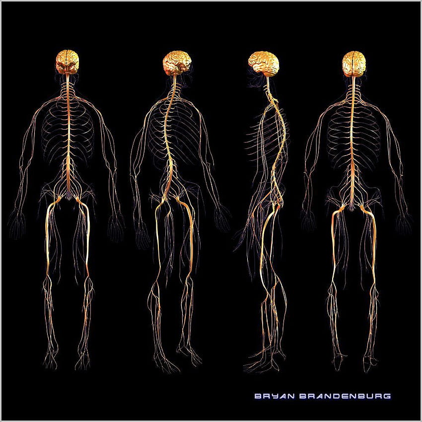 Bryan Brandebourg officiel. Cerveau humain. Anatomie du nerf, Anatomie du corps humain, Système nerveux humain Fond d'écran de téléphone HD