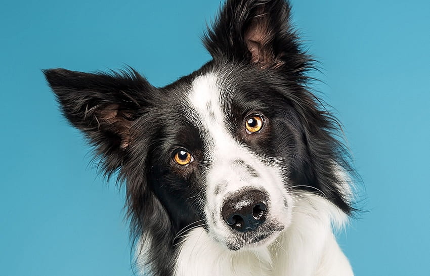 Border Collie, dog, blue, black, white, ollie, falkirk scotland, face, caine HD wallpaper