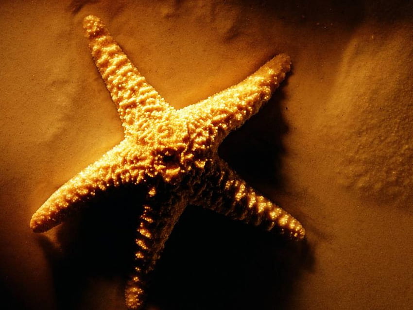 starfish, ocean, beach HD wallpaper