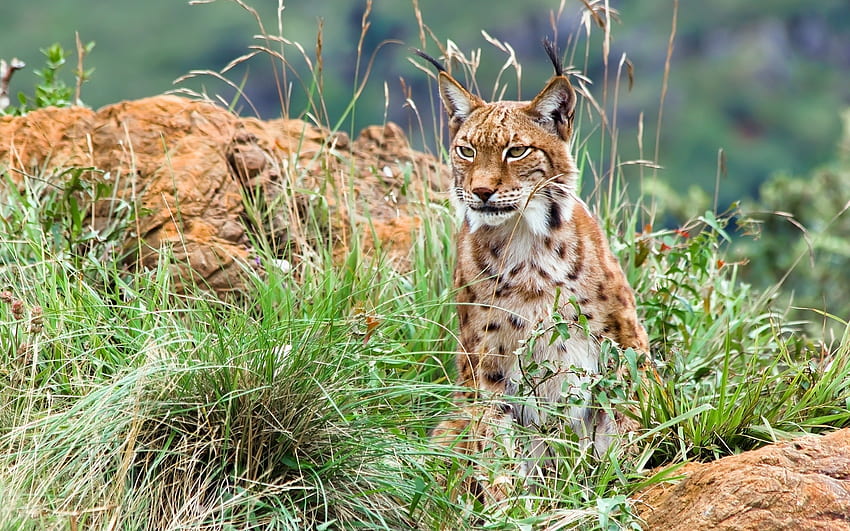 Lynx, binatang, Telinga, Hutan Wallpaper HD