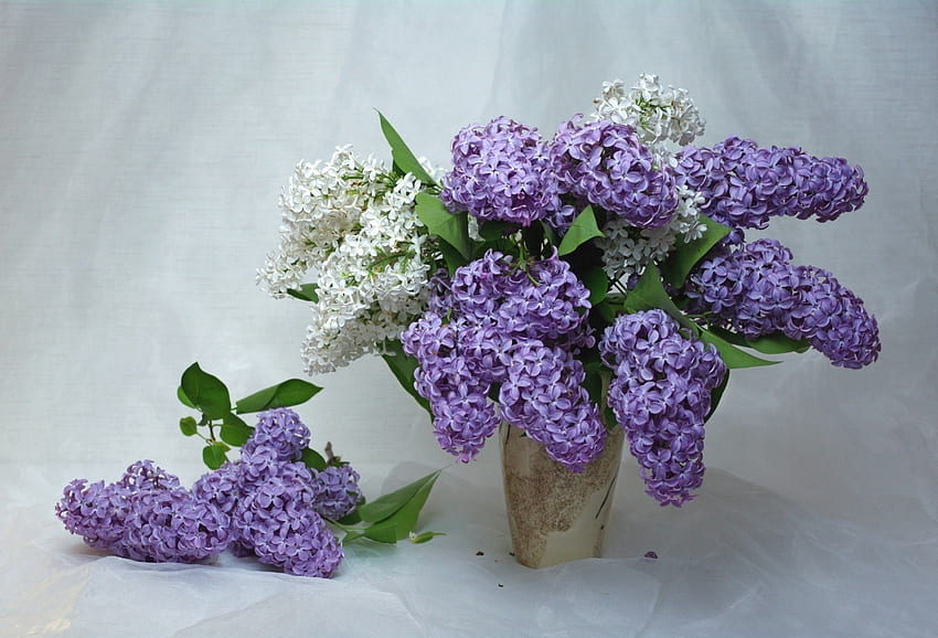 *** Lilas ***, lilas, nature, fleurs, fleur Fond d'écran HD