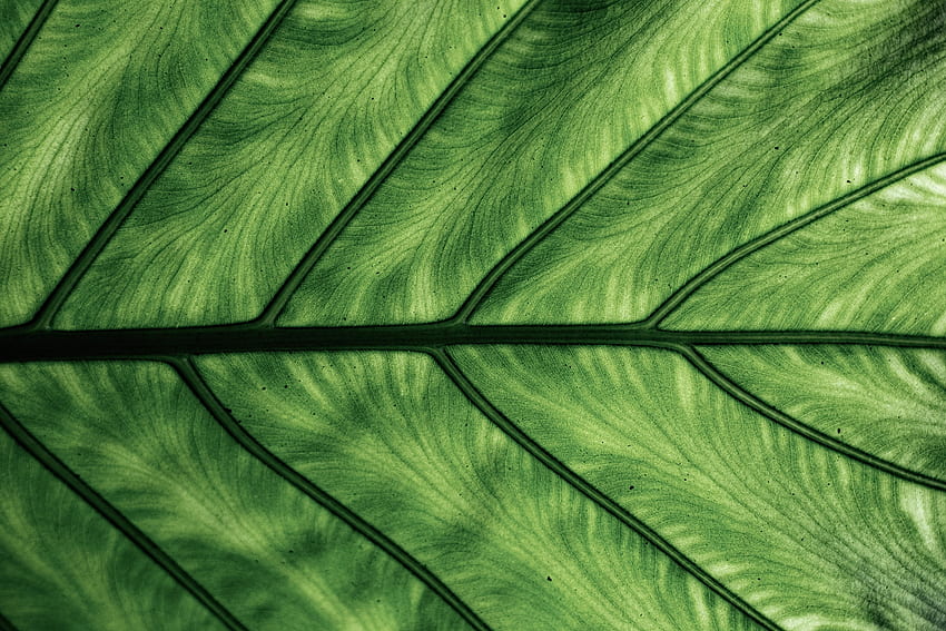 Macro, Sheet, Leaf, Veins HD wallpaper