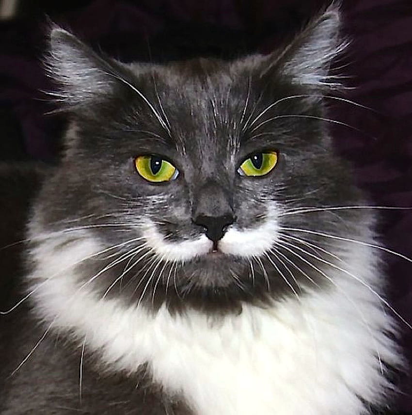 Cat Mustache Animal Screen Savers. Internet Cats, Hipster Cat, Cats HD phone wallpaper