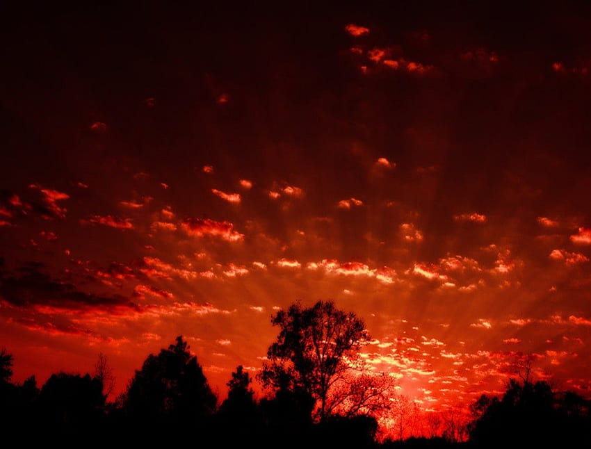 Fire In The Sky, red, sky, dusk, fire, forest HD wallpaper