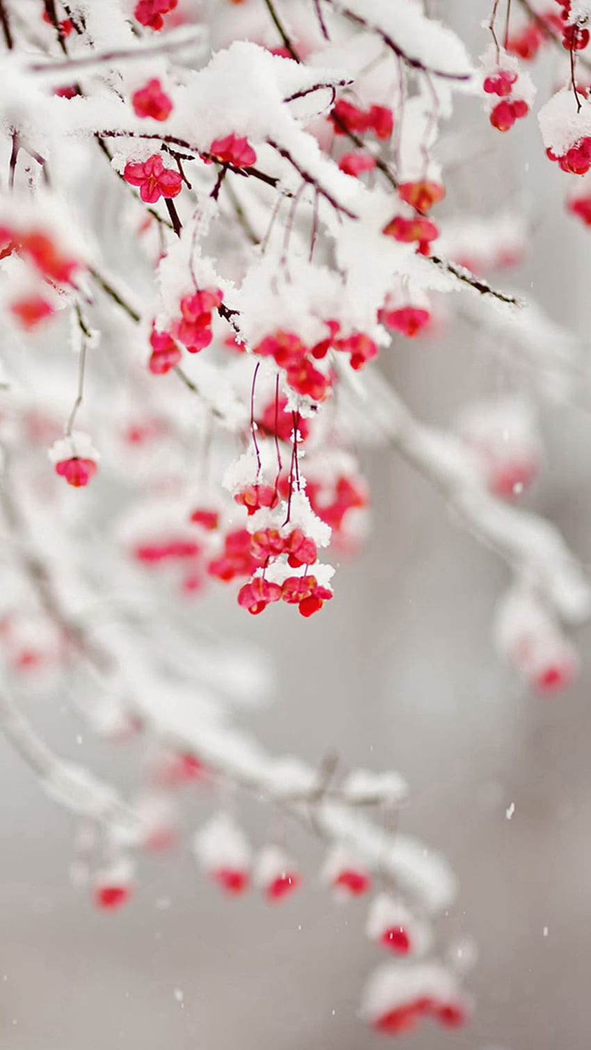 Winter Snowy Pure Icy Fruit Branch iPhone 6 . iPhone , iPad . iPhone winter, Winter , Winter background, Pinterest Winter HD phone wallpaper