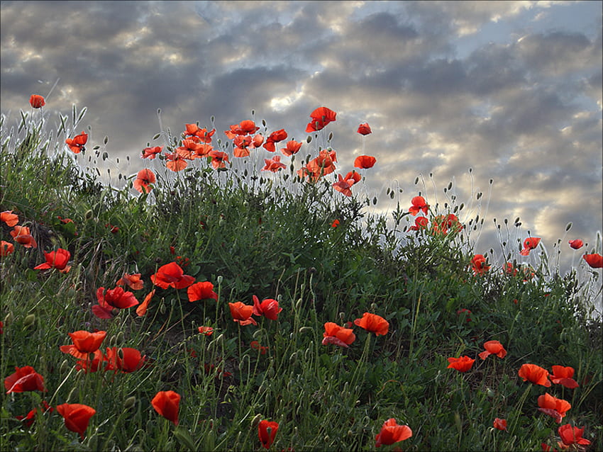 May, poppies, field, red, flowers HD wallpaper