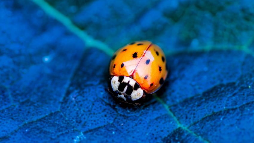 ladybird, beetle, flower, blue, Animals HD wallpaper
