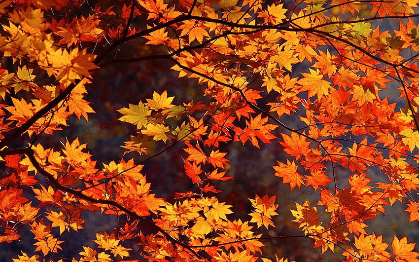 Herbstszenen - Sammlungen, Herbstszenen HD-Hintergrundbild