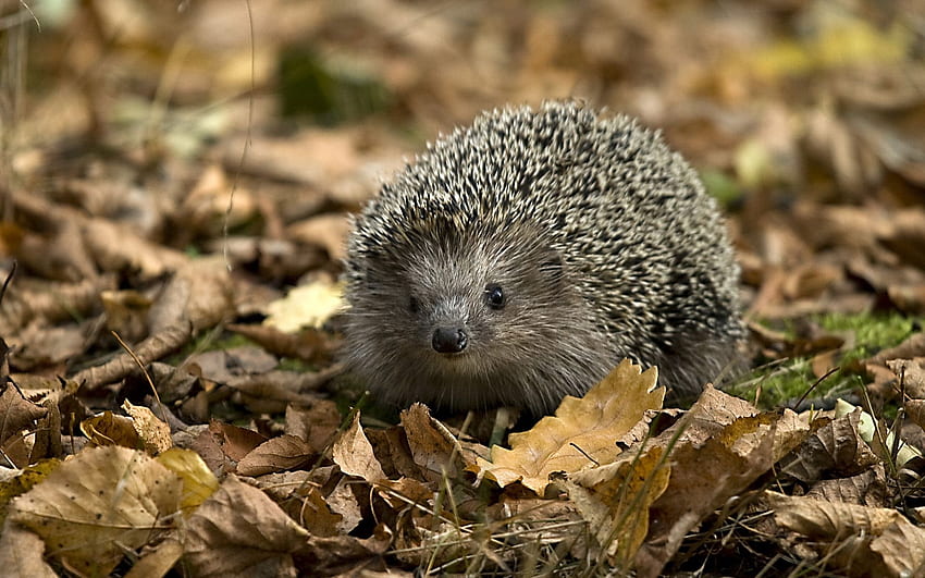 Hedgehog, cute, animals, nice HD wallpaper