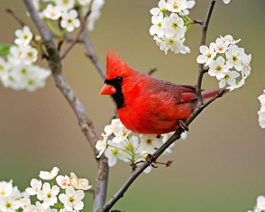 Червен кардинал на клон, животно, клон, птица, червено, цветя, кардинал HD тапет