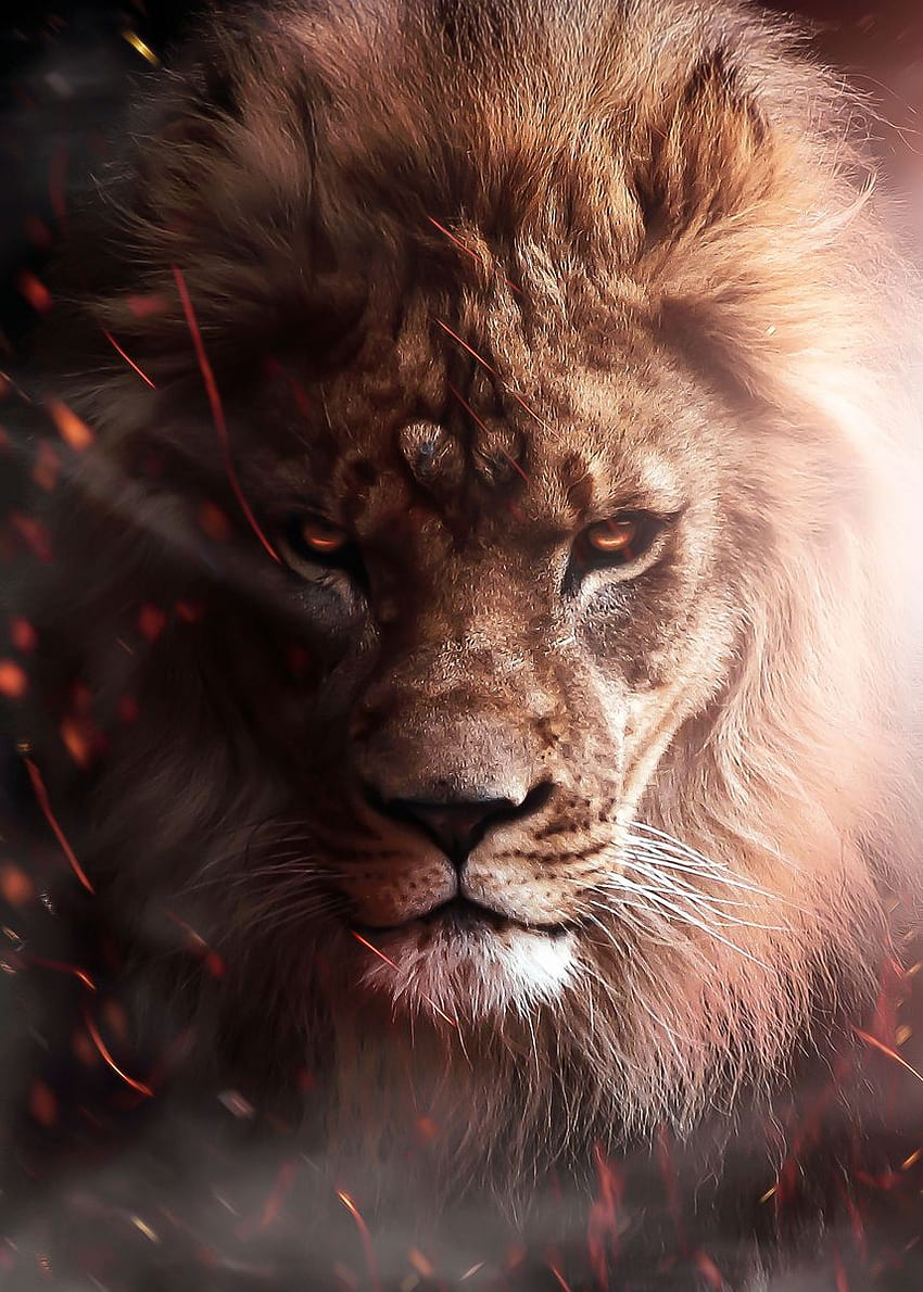 The Head Of An Angry Lion Background, Pictures Of Cool Wallpapers  Background Image And Wallpaper for Free Download