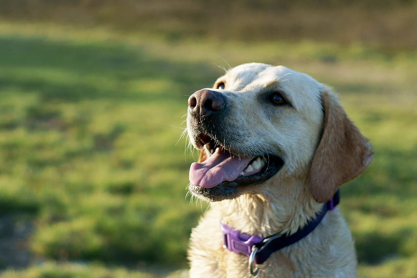 Tiere, Hund, Maulkorb, Labrador, Halsband HD-Hintergrundbild
