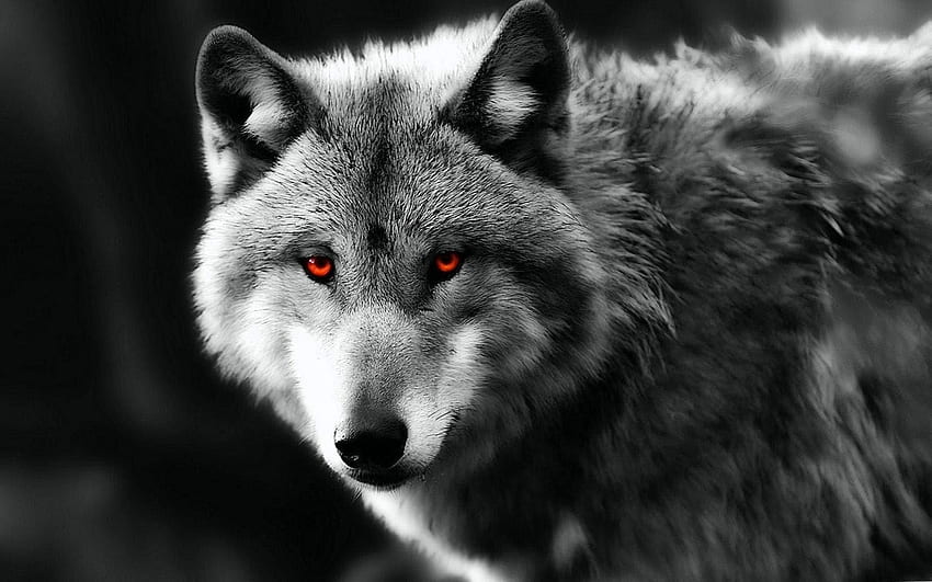 Wolf Red Eyes Wolf .pro, 붉은 눈을 가진 검은 늑대 HD 월페이퍼